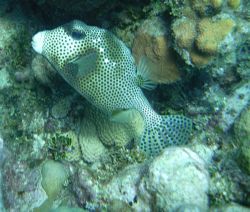 Spotted Trunkfish by Lora Tucker 